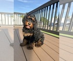 Small #1 Bernedoodle