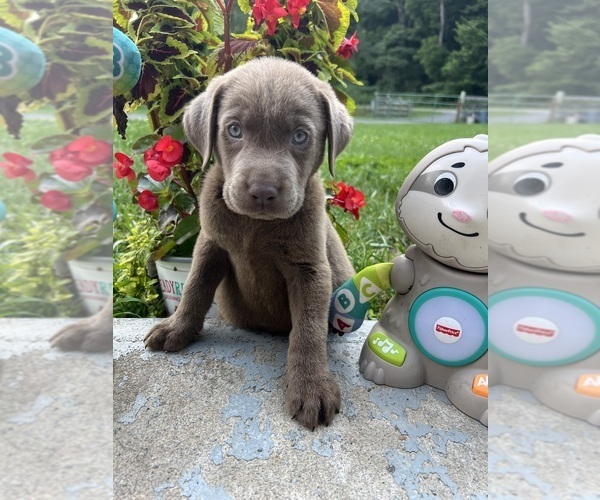 Medium Photo #13 Labrador Retriever Puppy For Sale in NEOLA, WV, USA