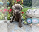 Small #12 Labrador Retriever