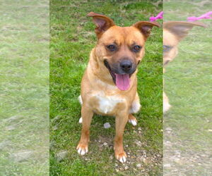 Alice In Chains - Female American Staffordshire Terrier-Unknown Mix Dog for Adoption - Photo #2