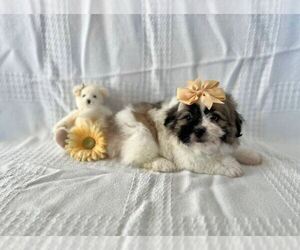 Zuchon Puppy for Sale in ELKTON, Kentucky USA