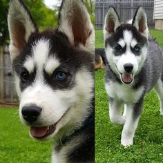 Siberian Husky Puppy for sale in PALATINE, IL, USA