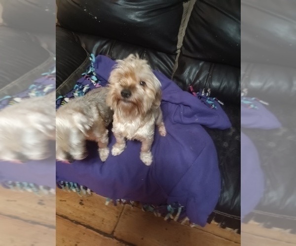 Medium Photo #9 Yorkshire Terrier Puppy For Sale in JOHNSTOWN, PA, USA
