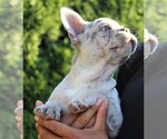 Small Photo #2 French Bulldog Puppy For Sale in SALEM, OR, USA