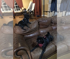 Pug Puppy for sale in ALPHARETTA, GA, USA