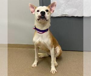 American Pit Bull Terrier-Unknown Mix Dogs for adoption in Aurora, CO, USA