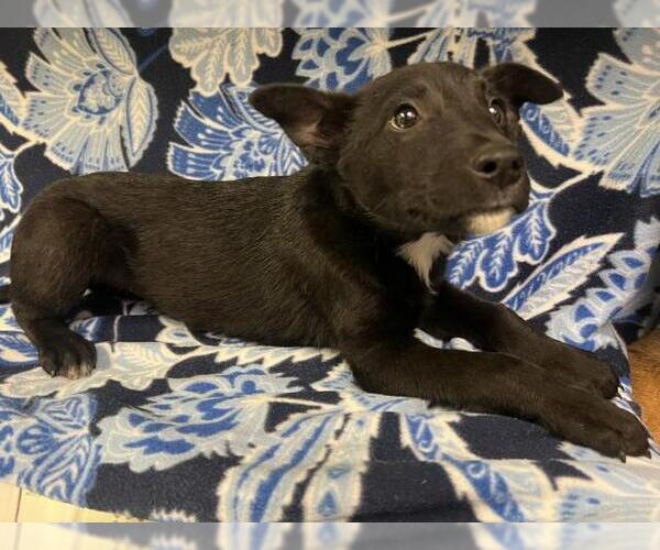 Medium Photo #1 Mutt Puppy For Sale in HESPERIA, CA, USA