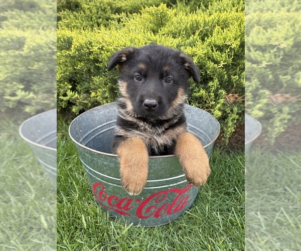 Medium Photo #5 German Shepherd Dog Puppy For Sale in MIDDLEBURY, IN, USA