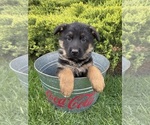 Small #4 German Shepherd Dog
