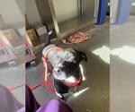 Small American Staffordshire Terrier-Basset Hound Mix