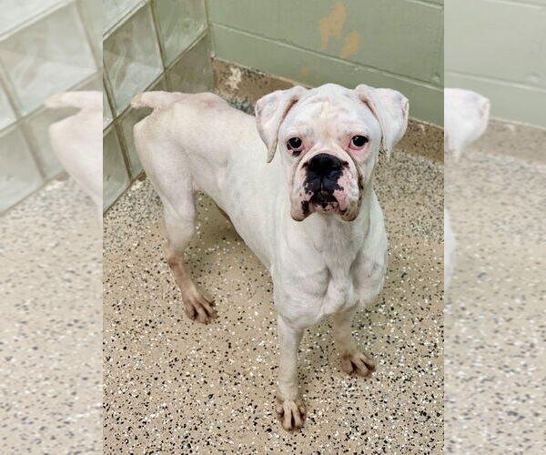 Medium Photo #3 Boxer Puppy For Sale in Austin, TX, USA