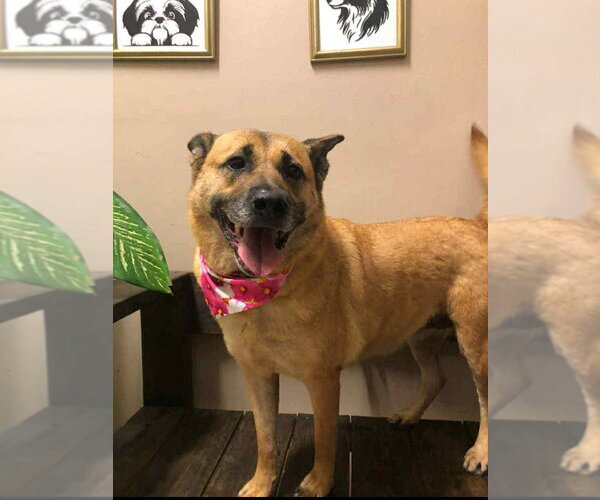 Medium Photo #5 Mutt Puppy For Sale in Escondido, CA, USA