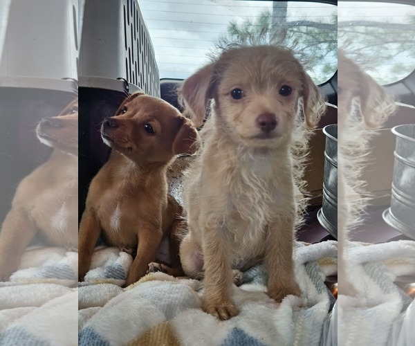 Medium Photo #3 Chiweenie Puppy For Sale in Wakefield, RI, USA