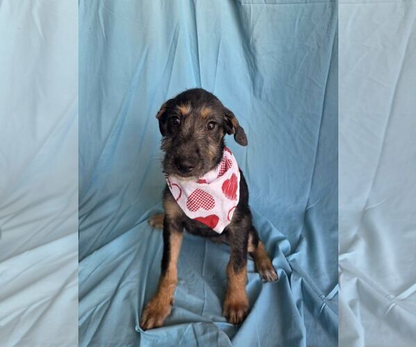 Medium Photo #1 Mutt Puppy For Sale in NYC, NY, USA