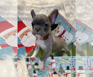 French Bulldog Puppy for sale in ABERDEEN, MD, USA