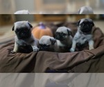 Puppy Puppy 1 Pug