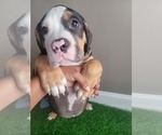 Puppy Sweet Pea American Bully-American Pit Bull Terrier Mix