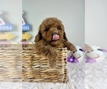 Small #2 Goldendoodle (Miniature)