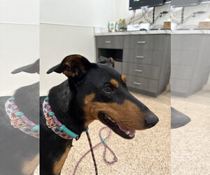 Mutt Dogs for adoption in Buffalo, MN, USA