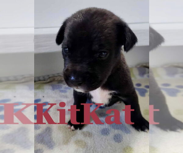 Medium Photo #9 Mutt Puppy For Sale in Imlay City, MI, USA