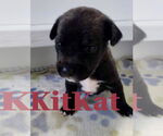 Small #8 Mutt