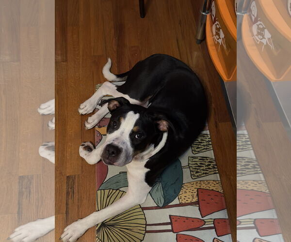 Medium Photo #2 Mutt Puppy For Sale in Fort Collins, CO, USA