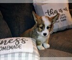 Puppy Rugby Pembroke Welsh Corgi