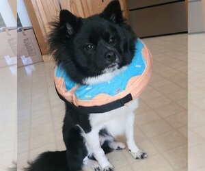 American Eskimo Dog-Unknown Mix Dogs for adoption in Fargo, ND, USA