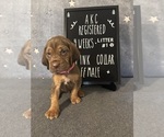 Puppy Pink collar 1 Bloodhound