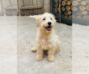 Mutt Dogs for adoption in Rockaway, NJ, USA