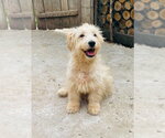 Small Mutt