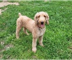 Small Photo #1 Goldendoodle Puppy For Sale in AZLE, TX, USA