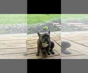 French Bulldog Puppy for sale in GANSEVOORT, NY, USA