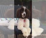 Small Photo #1 Poodle (Standard) Puppy For Sale in ALBANY, GA, USA