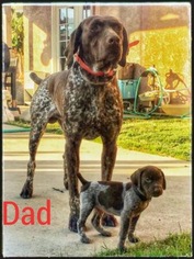 Father of the German Shorthaired Pointer puppies born on 03/09/2019