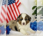 Small Photo #2 Australian Shepherd Puppy For Sale in ANTHONY, FL, USA