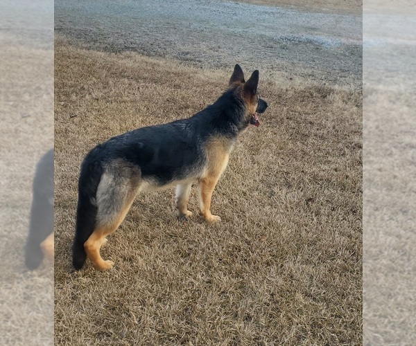 Medium Photo #1 German Shepherd Dog Puppy For Sale in AHOSKIE, NC, USA