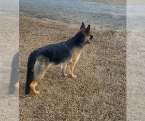 Mother of the German Shepherd Dog puppies born on 07/29/2025