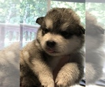 Small Photo #2 Alaskan Malamute Puppy For Sale in GROTTOES, VA, USA