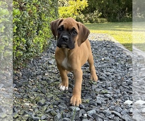 Mastiff Puppy for sale in FRANKLIN, IN, USA