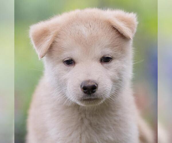 Medium Photo #1 Siberian Husky-Unknown Mix Puppy For Sale in San Diego, CA, USA