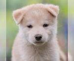 Small Siberian Husky Mix