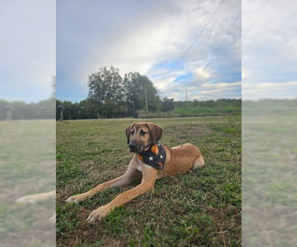 Medium Photo #2 Mutt Puppy For Sale in Evansville, IN, USA