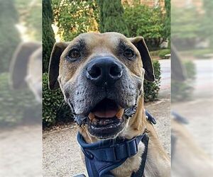 Kobe Boy - Male Black Mouth Cur-Boxer Mix Dog for Adoption - Photo #2