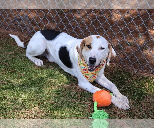 Medium Photo #4 Beagle-Unknown Mix Puppy For Sale in Rockaway, NJ, USA