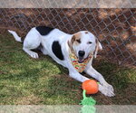 Small #3 Beagle Mix