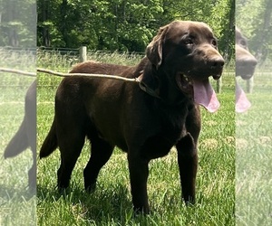 Father of the Labrador Retriever puppies born on 07/24/2026