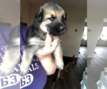Small Photo #9 German Shepherd Dog Puppy For Sale in LIBERTY, NY, USA