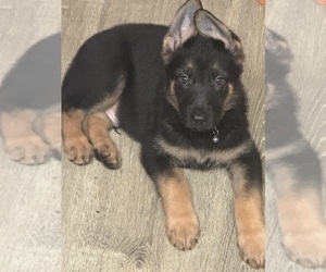 German Shepherd Dog Puppy for sale in SUNRISE, FL, USA