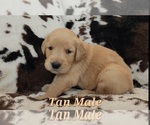 Puppy Tan Male Golden Retriever